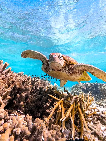 Great Barrier Reef: Complete Guide to Exploring the World's Largest Reef
