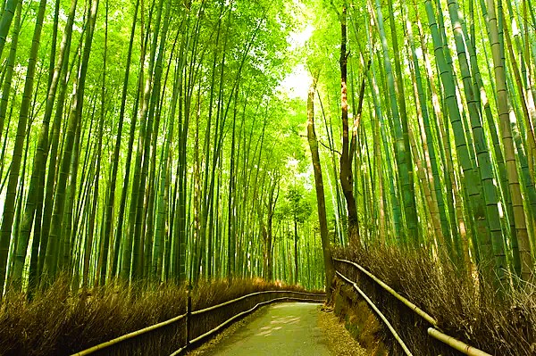 Arashiyama bamboo grove in Kyoto